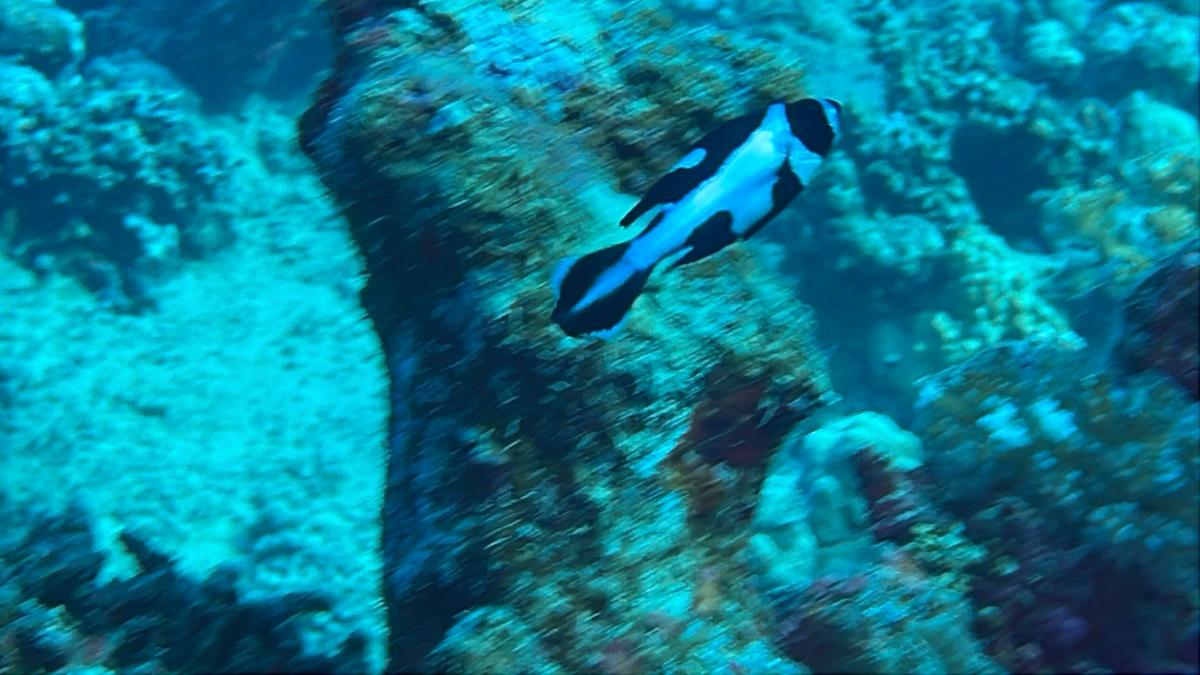 Juvénile de mer rouge