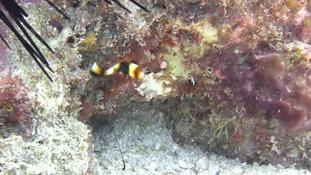 Juvénile de Plectorhinchus vittatus?
