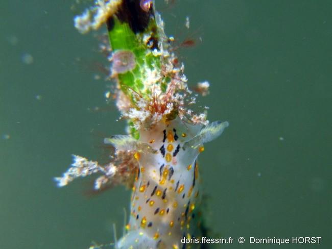 ci-joint un détail de la tête et des rhinophores. Pas de fourreau visible.<br />C'est vrai que les pages du SSF m'ont inversé le doute.... En regar...