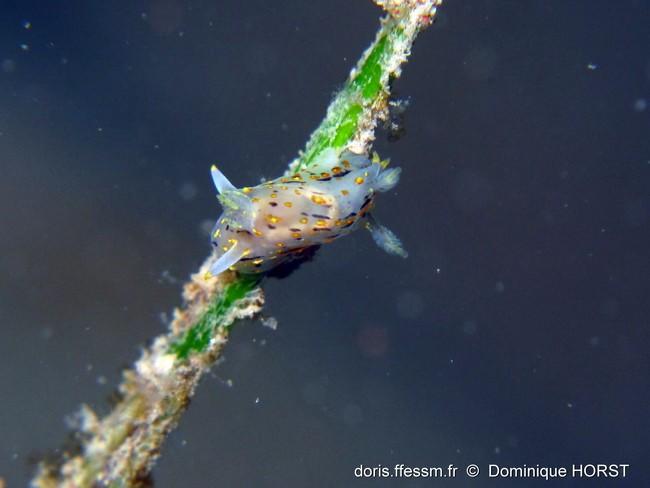 <p>c'est l'espèce à laquelle j'ai pensé d'abord, mais la robe m'a fait douter de ce que j'espèrais tant, <a href="http://www.seaslugforum.net/showa...