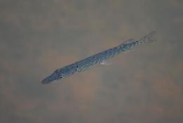 Juvenile Esox lucius