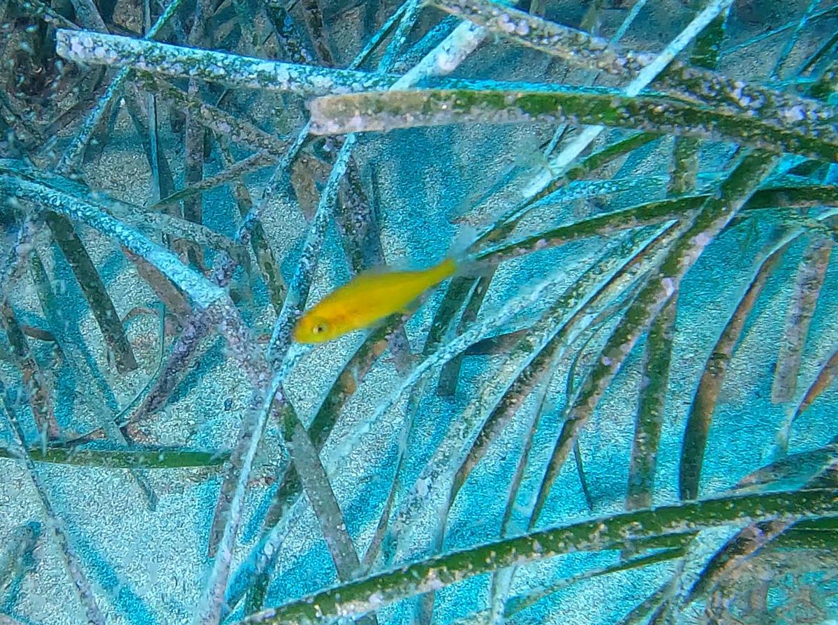 Juvenile jaune dans posidonie