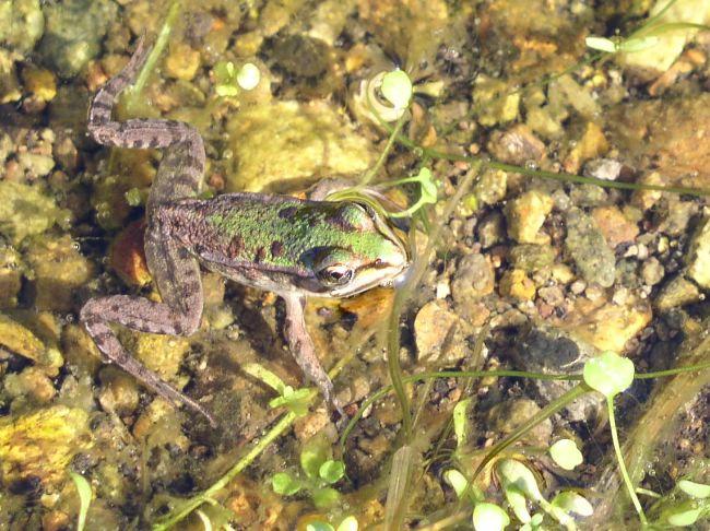 Juvénile Rana lessonae (ancien. Rana bergeri en Corse).