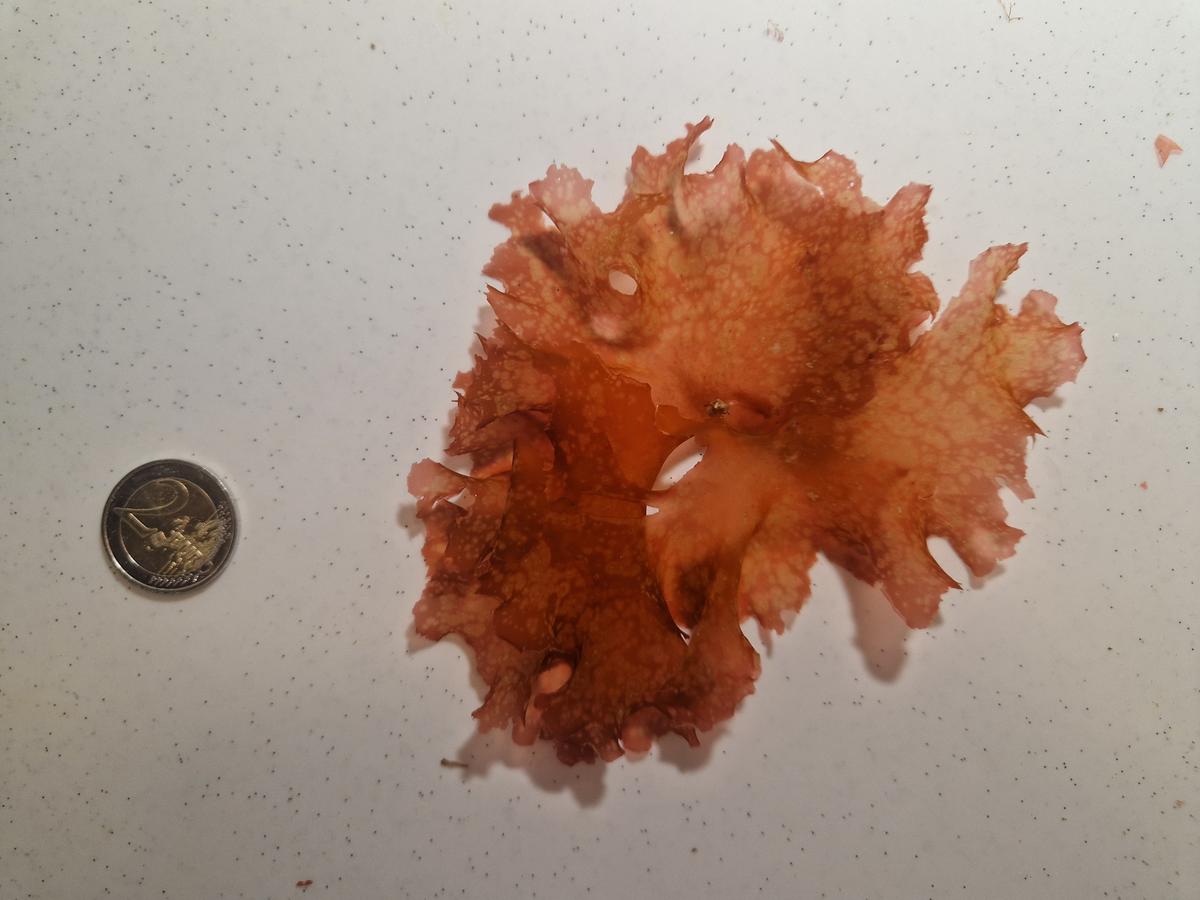 Kallymenia reniformis ?