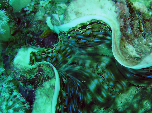 <p>Bonjour, il s'agit d'un benitier : <strong>Espèce : Tridacna squamosa</strong> (Lamark 1819) FR  grand bénitier gaufré,  GB squamose giant clam...