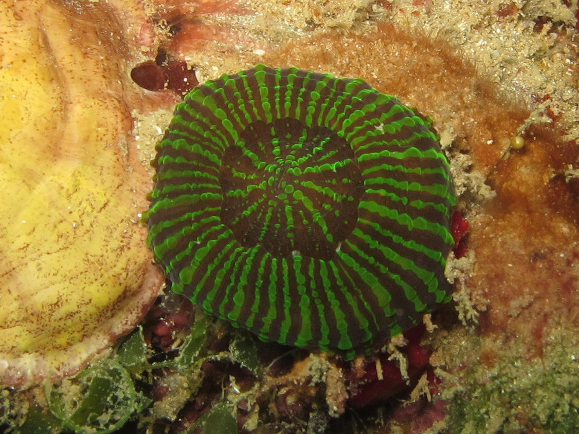 <p>Bonjour,</p><p>Je pense à un jeune individu d'un corail champignon. <em>Scolymia sp</em></p><p>Il y a plusieurs espèces en Guadeloupe et qui son...