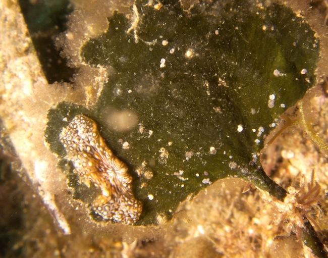 Voici une photo qui me semble également monter la petite anémone <em>Bunodeopsis strumosa </em>rétractée sur une algue verte <a href="fiche2.asp?fi...