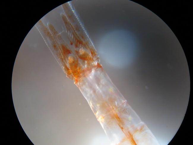 Bonjour ci joint la photo du telson de cette crevette pour identification