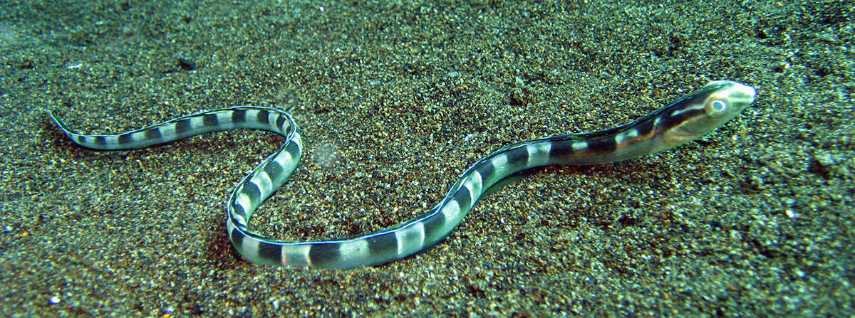 L'angoisse des anguilles-serpents