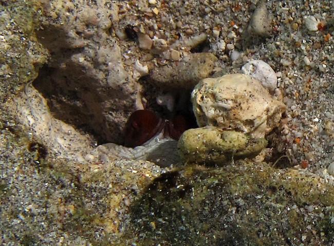 Je vote aussi pour <em>O. cyanea</em>. J'ai vu sortir celui de la photo, et c'en était bien un.