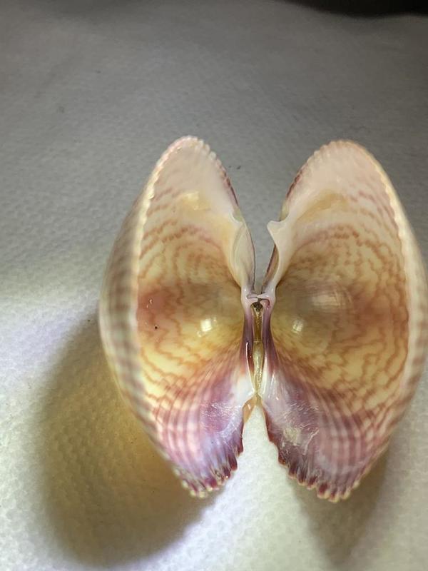 La charnière de ce bivalve est étrange...