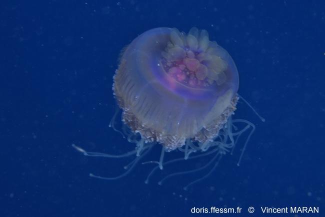 Bonjour<br /><br />Tout à fait d'accord avec Tineke.<br /><br />Je pense que l'on peut reconnaitre dans ce qui reste une méduse "chou-fleur mauve"...