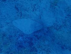 la rare raie papillon épineuse?