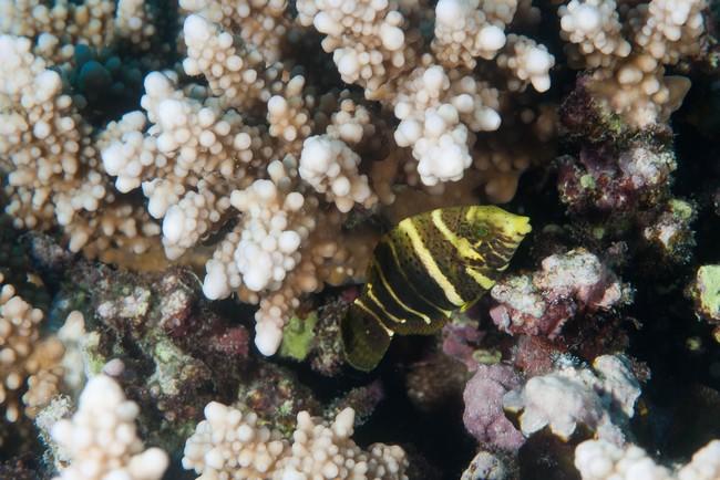 labre de mer Rouge