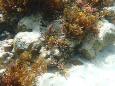 Labre des seychelles