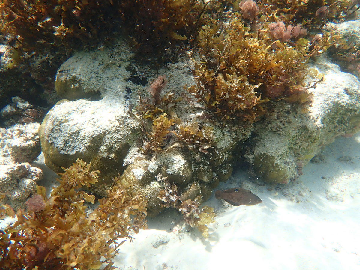 Labre des seychelles