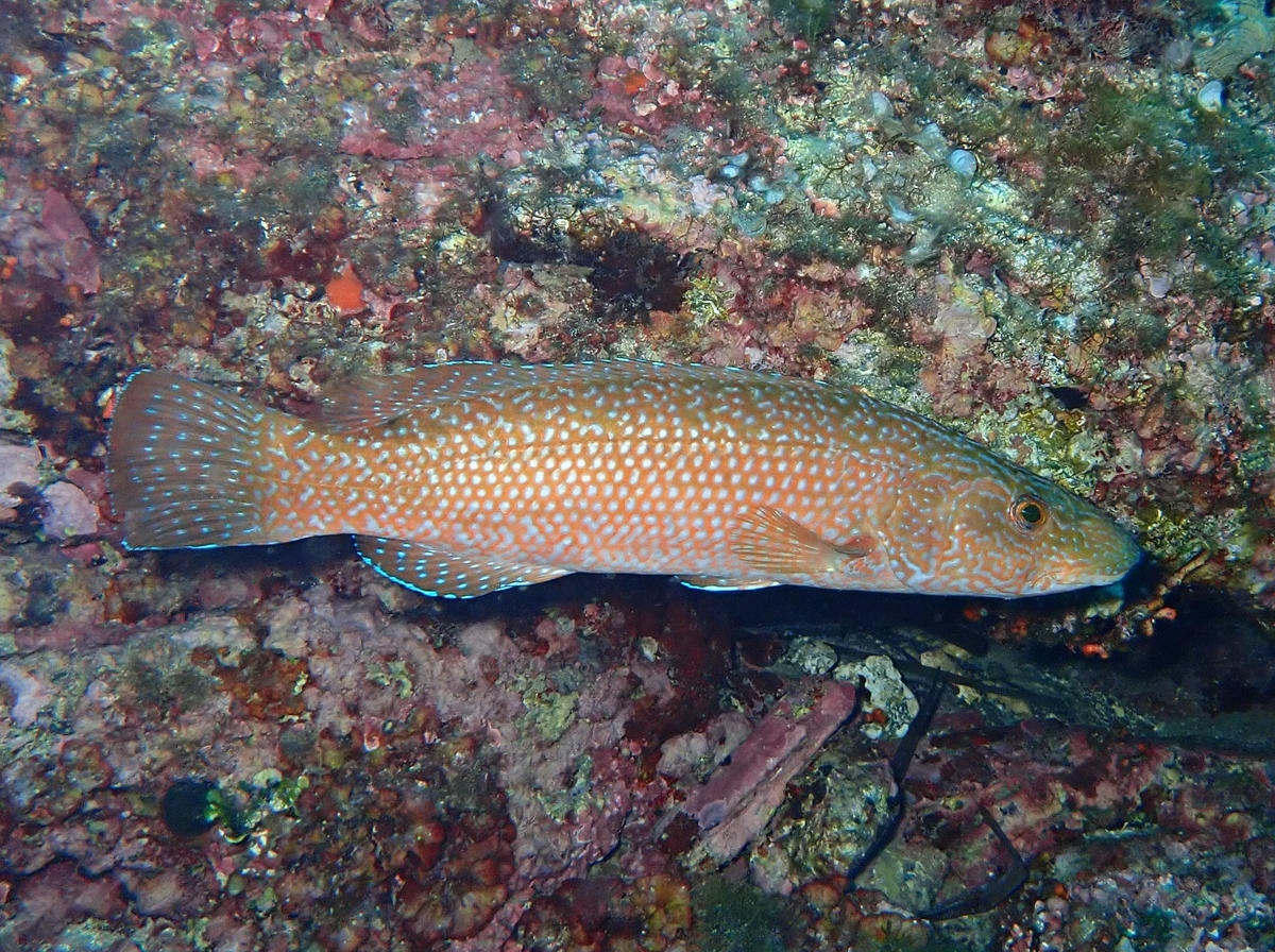 <p>Bonsoir Laurent,<br><br>Je n'ai pas de compléments scientifiques pour le liseré bleu, mais sur presque toutes mes photos de labre vert je vois u...