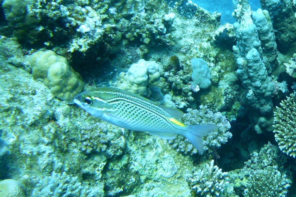 Labre ou girelle ;; ou poisson écureuil ?