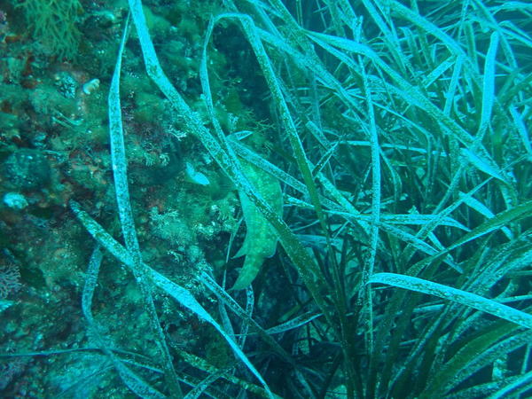 labre vert ou labre merle?