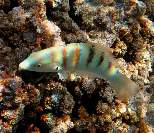 Ce qui ne collerait pas avec cette famille de blennies est notamment la dorsale unique ici (vs en trois parties) et les pelviennes, situées en arri...
