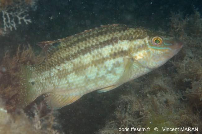 Hello Diana<br /><br />This is a picture of a female of <em>Symphodus bailloni</em>.<br /><br />I give it tou you, but you have to write this pictu...