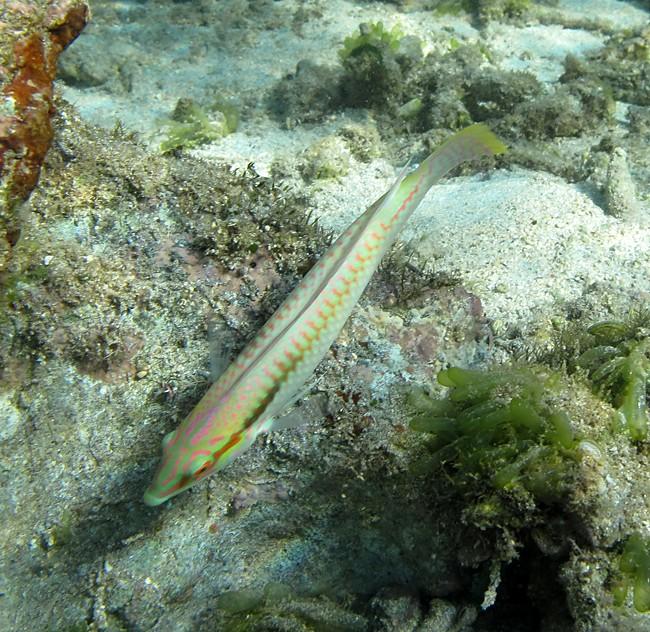 Je lui trouve plutôt un petit air d'<em>Halichoeres scapularis</em>, je me plante?