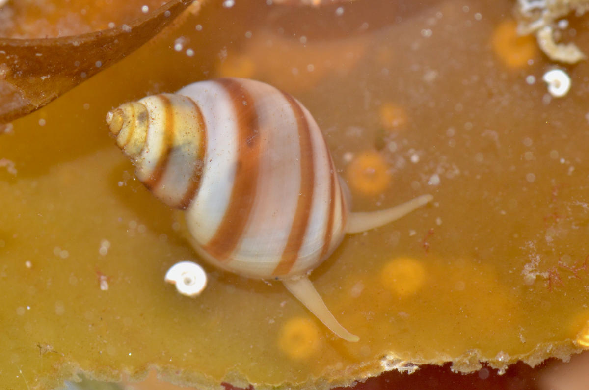 Lacuna vincta à Saint-Pierre et Miquelon