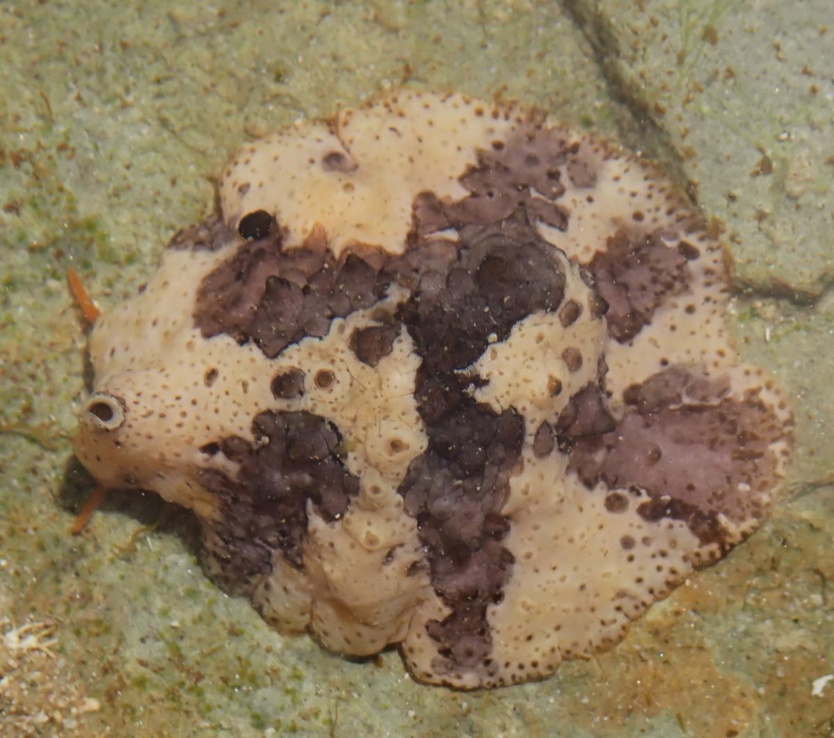 Lamellaria perspicua