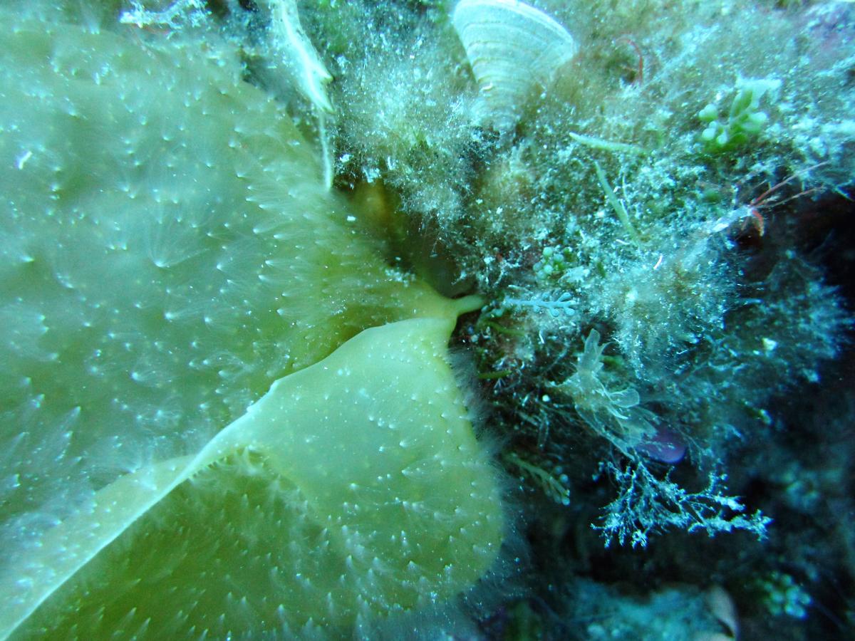 <p>Point d'accroche de l'algue</p>