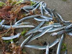 Lançons échoués sur la plage de Bréhec