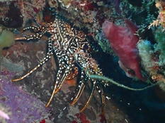 Langouste /Les Saintes Guadeloupe