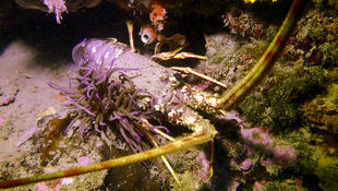 Langouste rouge ou rose ?