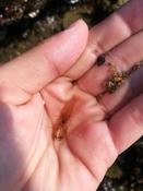 Langoustine (Nephrops norvegicus) juv ?
