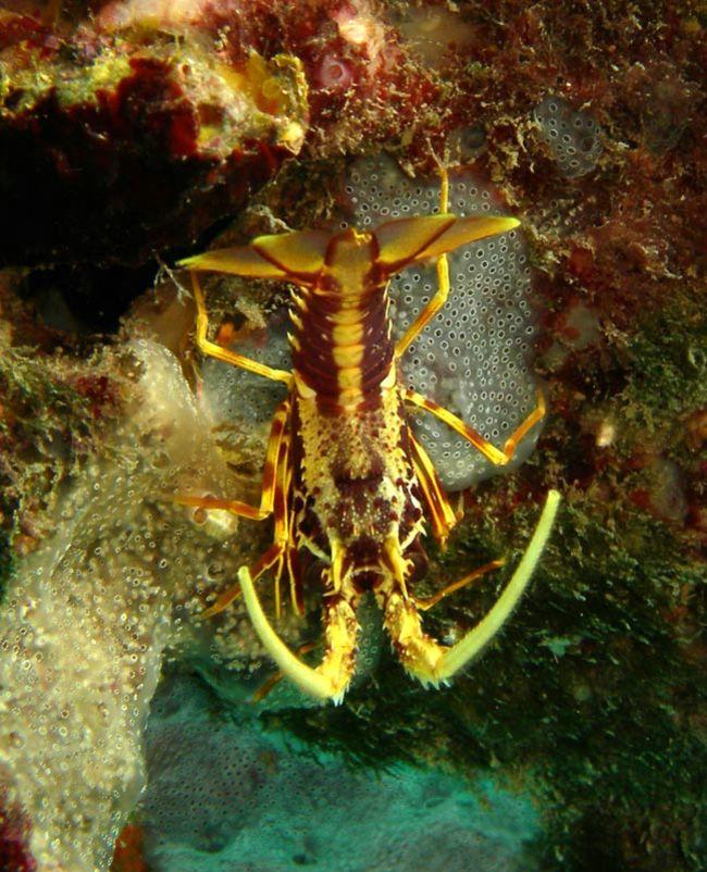 Bonjour,<br /><br />Il s'agit tout simplement de "bébés" langoustes (<em>Palinurus elephas</em>).<br />Voici une photo de la côte Bleue prés de Mar...