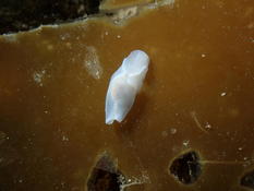 Laona pruinosa, Ouessant (Finistère)