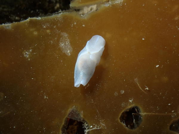 Laona pruinosa, Ouessant (Finistère)