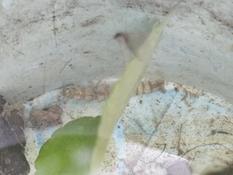 Larve d'Insecte ? Identifiable ?