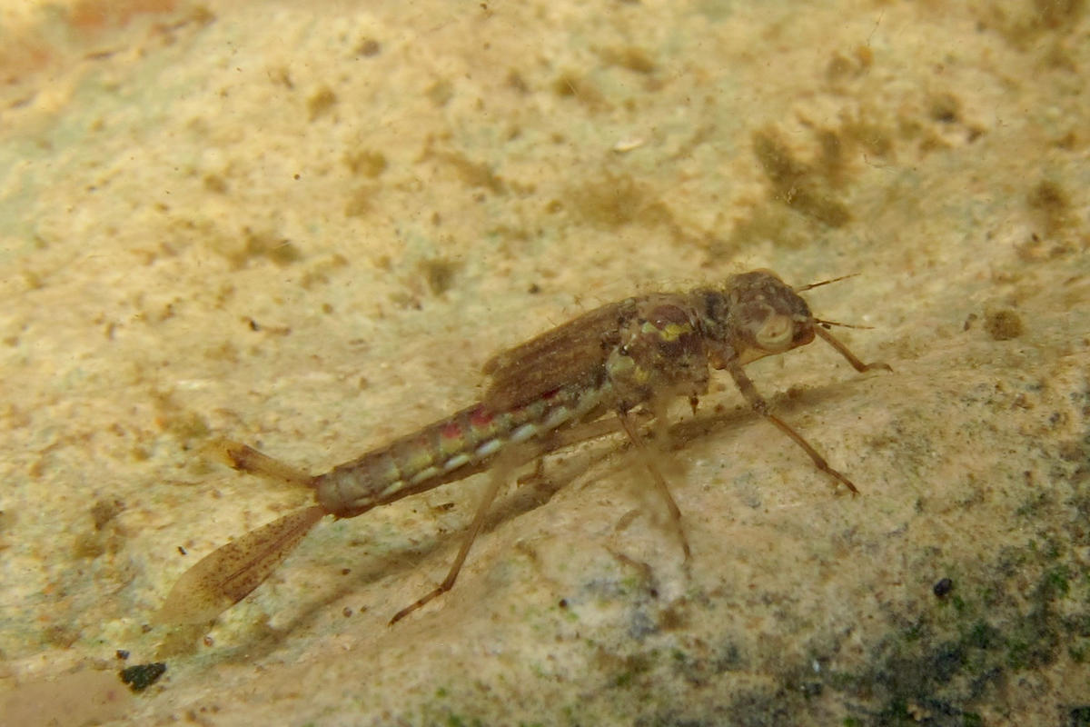 larve d'odonate (Dordogne)