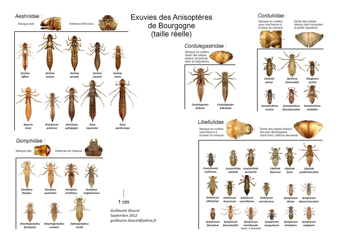 <p>Bonjour</p><p>Effectivement une larve de libellule vraie (Anisoptère)</p><p><a href="https://doris.ffessm.fr/Especes/Anisoptera-sous-ordre-larve...