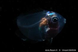 Larve de poisson des Caraïbes