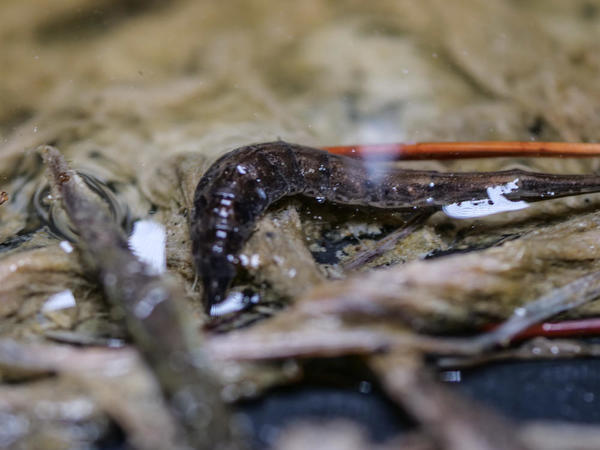 Larve de Stratiomyidae identifiable ?