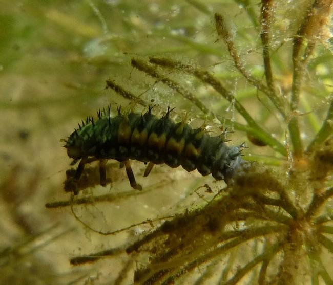 la taille est d'environ 7-8 mm et effectivement ça ressemble beaucoup à une larve de coccinelle<br />je me rappelle maintenant qu' elle ne bougeait...