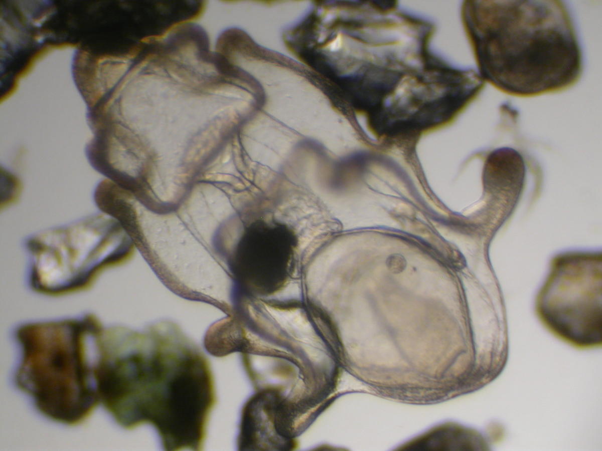 <p>Bonsoir,</p><p>oui, probablement un lèche-doigts JUVENILE.</p><p>(PAS une larve, qui est planctonique.microscopique-ou millimétrique- et d'aspec...