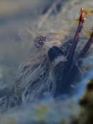 Larve identifiabe (2) ?