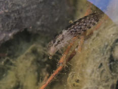 Larve identifiable (1)