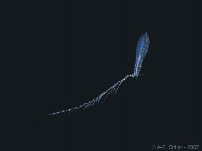 Ah, c'est mieux. Merci Rémy. :-)<br />C'est effectivement très probablement un siphonophore <a href="http://www.google.fr/imgres?imgurl=http%3A%2F%...