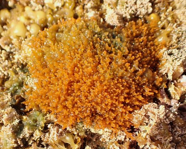 Laurencia obttusa?