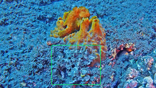 Le cadre vert entoure-t-il une espèce connue ?