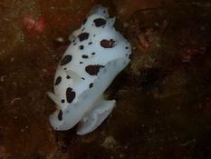 Le dessous de la Doris Dalmatienne ?