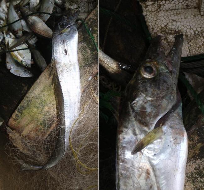 Bonsoir,<br />Ci-joint un specimen vu au sud du Cameroun.